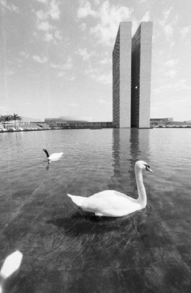 Brasilia. Cigno in uno specchio d'acqua, con il doppio grattacielo del Congresso Nazionale sullo sfondo