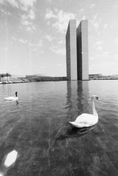 Brasilia. Coppia di cigni in uno specchio d'acqua, con il doppio grattacielo del Congresso Nazionale sullo sfondo
