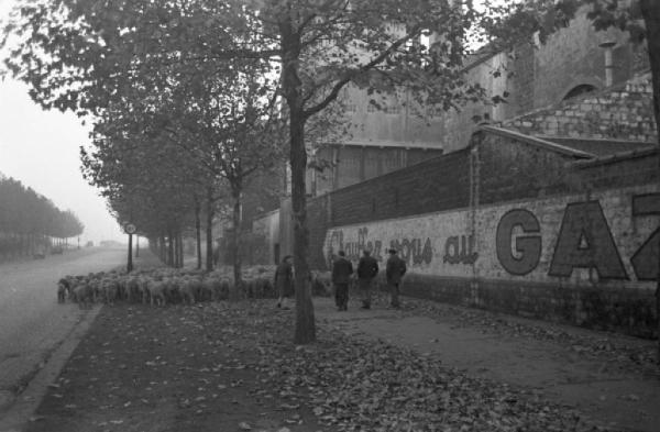 Parigi. Un viale alberato costeggiato da un alto muro riportante la scritta GAZ. Sullo sfondo un gregge di pecore condotto al macello de La Villette