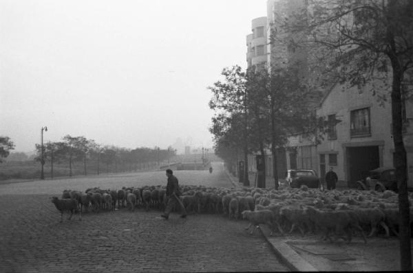 Parigi. Gregge di pecore condotto al macello de La Villette