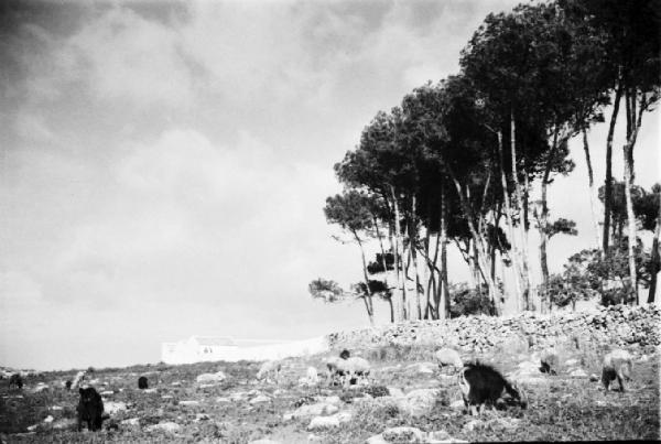 La campagna nei dintorni di Cascais. Muretti e secco - alberi ad alto fusto - gregge di pecore