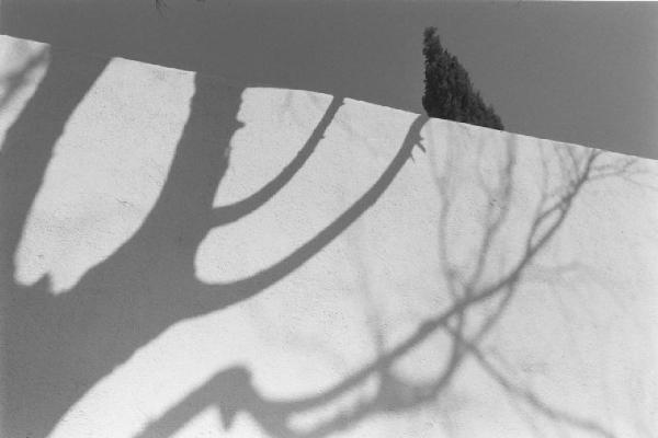 Nimes - Muro su cui si proietta l'ombra dei rami di un albero spoglio - oltre in muro la cima di un cipresso [?]