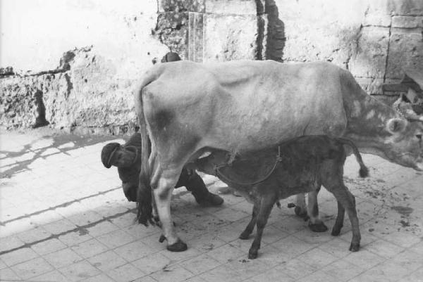 Palermo. Dopoguerra. Un contadino aiuta un vitello ad allattarsi nei pressi di un muro sbrecciato