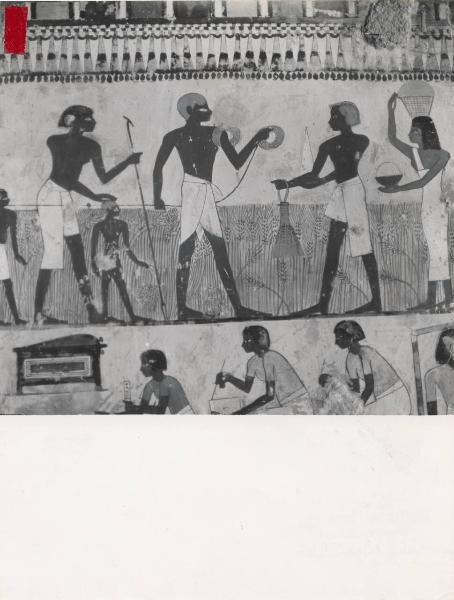 Settore cinematografico - Documentario "L'oro bianco del Nilo" - Luxor - Tomba di Menna - Affreschi - Agricoltori