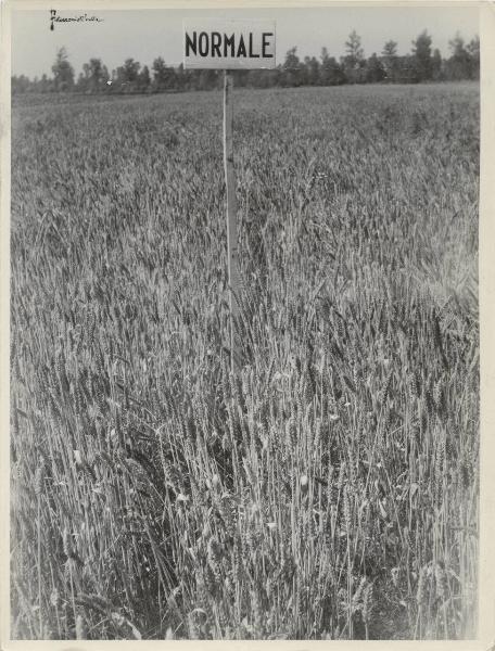 Vercelli - Cascina Rigazio - Campo di grano - Prova di concimazione