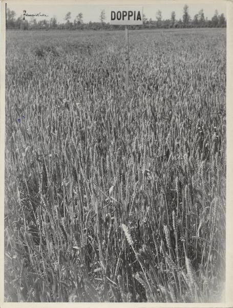 Vercelli - Cascina Rigazio - Campo di grano - Prova di concimazione