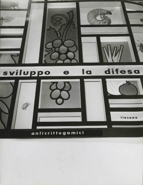 Verona - Fiera dell'agricoltura del 1956 - Stand Montecatini dedicato ai prodotti per l'agricoltura - Particolare dell'allestimento