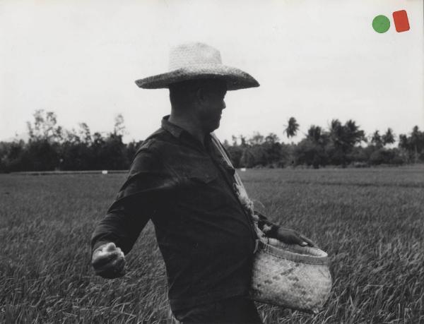 Settore cinematografico - Documentario "Abbastanza per ciascuno" - Filippine - Los Baños - Istituto internazionale per la ricerca sul riso (IRRI) - Prove di concimazione su riso