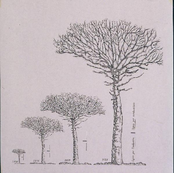 XVIII Triennale - Mostre tematiche - Antropico/ Naturale - Disegno della crescita di un albero