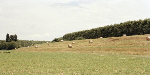 Campo coltivato - Campo di granoturco tagliato - Rotoballe di paglia - Pioppeti