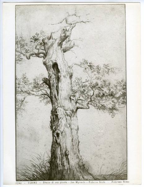 Wijnants, Jan - Studio di un albero - Disegno - Torino - Boblioteca Reale