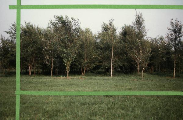 Cinisello Balsamo - Parco Nord in primavera, settore Est - Bosco di alberi tre anni dopo il primo rimboschimento (primi lotti) - Tagli editoriali