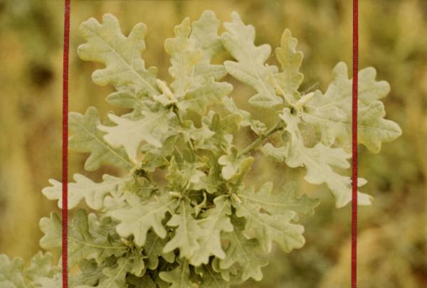 Cinisello Balsamo - Parco Nord, settore Est - Rimboschimento (primi lotti) - Nuove Piantumazioni - Giovane pianta di farnia, particolare di foglie - Tagli editoriali