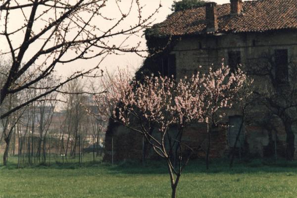 Sesto San Giovanni - Parco Nord, settore Torretta - Villa Torretta, giardino - Edificio diroccato - Albero da frutto in fiore