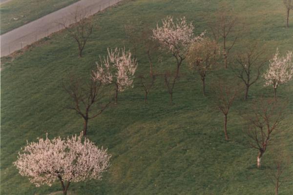 Sesto San Giovanni - Parco Nord, settore Torretta - Veduta dall'alto da casa di Sandra Macchi - Villa Torretta, giardino - Alberi da frutto in fiore