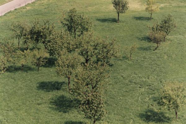 Sesto San Giovanni - Parco Nord, settore Torretta - Veduta dall'alto da casa di Sandra Macchi - Villa Torretta, giardino - Alberi con foglie