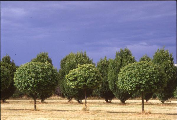 Cinisello Balsamo - Parco Nord, settore Est - Grande Rotonda (Gorki) - Filari di alberi (acero globosa e carpino piramidale) di recente piantumazione
