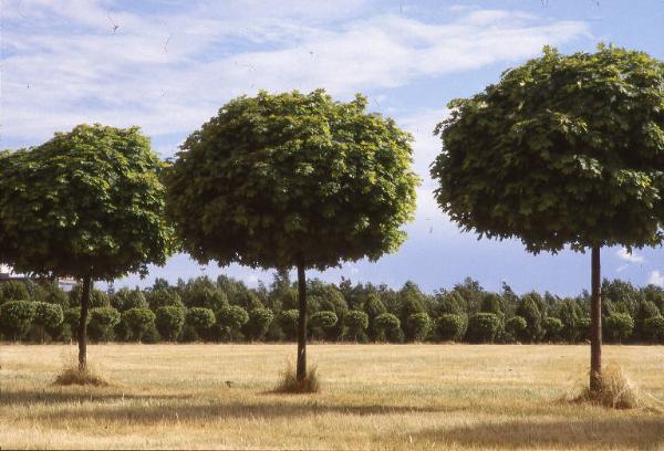 Cinisello Balsamo - Parco Nord, settore Est - Grande Rotonda (Gorki) - Filare di alberi (acero globosa) di recente piantumazione
