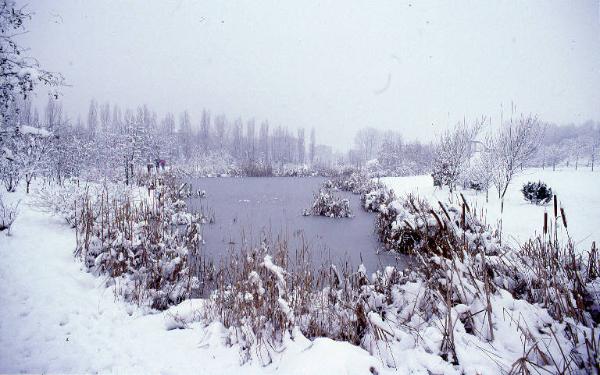 Sesto San Giovanni - Parco Nord, settore Montagnetta - Laghetto artificiale Suzzani - Cespugli - Canne - Vegetazione acquatica - Neve - Inverno - Persone che camminano con ombrello