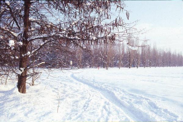 Cinisello Balsamo - Parco Nord, settore Est - zona verso l'autostrada Milano-Venezia - Sullo sfondo filari di pioppo cipressino e persone che giocano sulla neve - Inverno