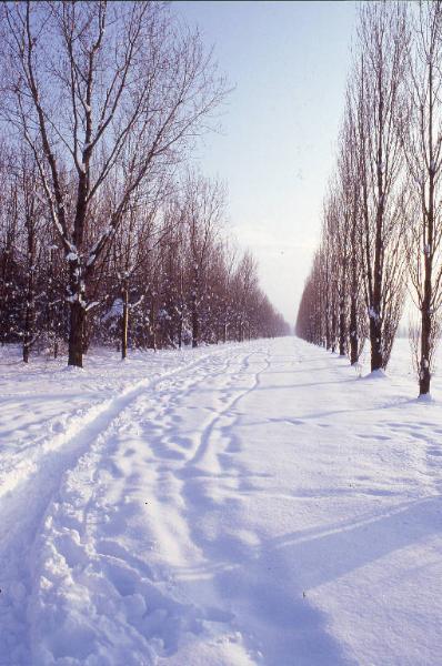Cinisello Balsamo - Parco Nord, settore Est - Filari di pioppo cipressino - Neve - Inverno