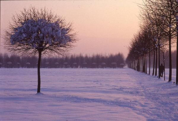 Cinisello Balsamo - Parco Nord, settore Est - Grande Rotonda (Gorki) - Acero globosa (in primo piano) e filare di tigli (a destra) - Persona a passeggio sulla neve - Inverno