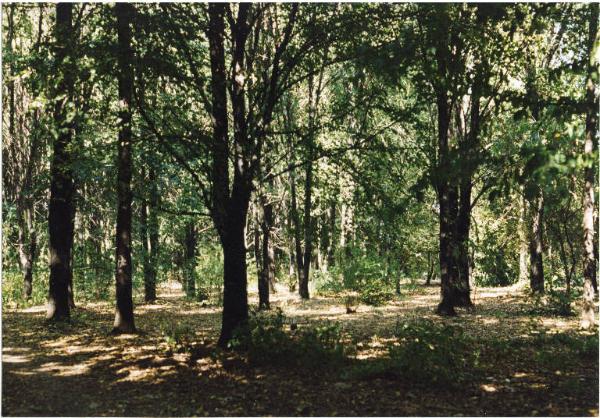 Cinisello Balsamo - Parco Nord, settore Est - Area boschiva