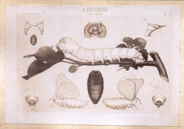 Atlante del filugello sano e malato - baco, crisalide, frafalla e particolari anatomici