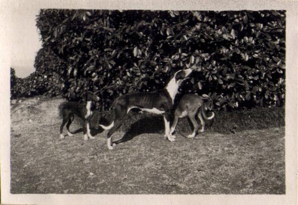 Cani in giardino - Cardina - Villa Ravasi