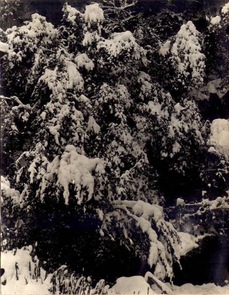 Veduta invernale - alberi coperti di neve