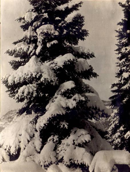 Veduta invernale - alberi coperti di neve