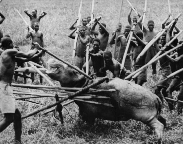 Set del film "Africa addio" - Regia Gualtiero Jacopetti, Franco Prosperi - 1966 - Un gruppo di indigeni armati di lance infilzano un ippopotamo