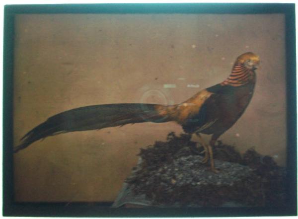 Animale - Uccello - Coppia di Beccafusoni - Milano - Museo Civico di Storia Naturale - Collezione Turati