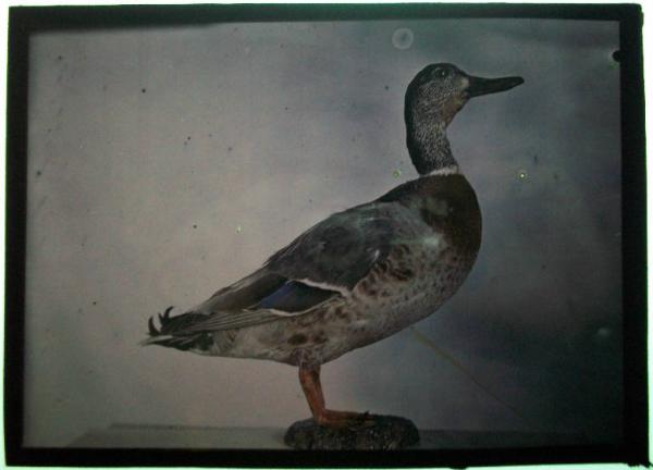 Animale - Uccello - Germano reale maschio - Anas platyrhynchos - Milano - Museo Civico di Storia Naturale - Collezione Turati