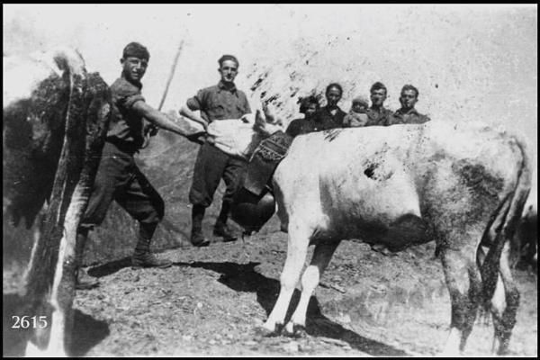 Seconda guerra mondiale. Campagna d'Albania. Giovanni Zuccala dà il sale alla vacca.