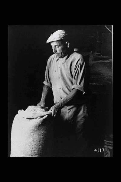 Mulino. Il mugnaio Carlo Zaina riempie un sacco di farina.
