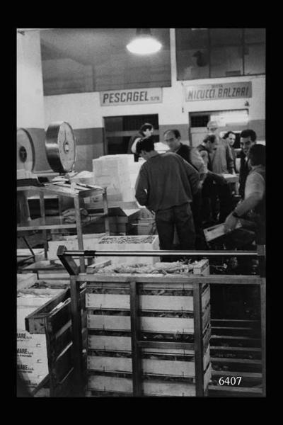 Milano. Via Sammartini 71. Mercato Ittico. Preparazione del mercato. Allestimento delle cassette contenenti pesce; in primo piano cassette di crostacei.