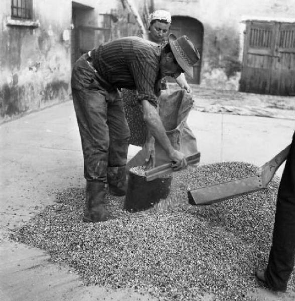 Contadini lavorano il granoturco