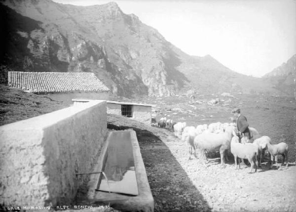 Sale Marasino - Alpe Ronchi - Pastore con pecore
