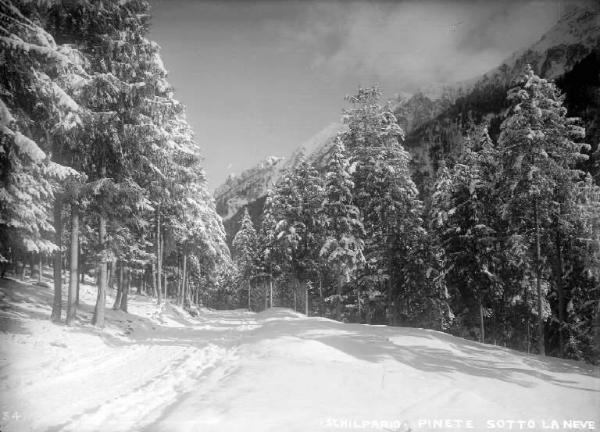 Schilpario - Pineta - Strada con neve