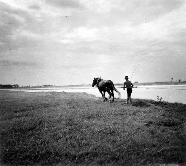 Fiume Po - Traino fluviale - Cavallo al traino sulla riva del fiume
