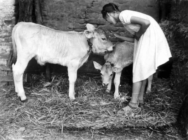 Azienda agricola - Stalla - Ragazza con due vitelli