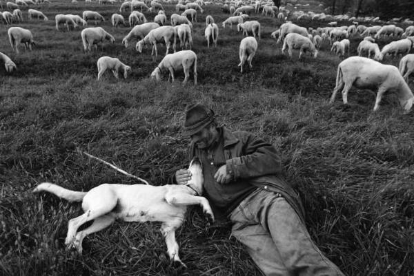 Pontida. Un pastore gioca con il suo cane. Sullo sfondo il gregge al pascolo.