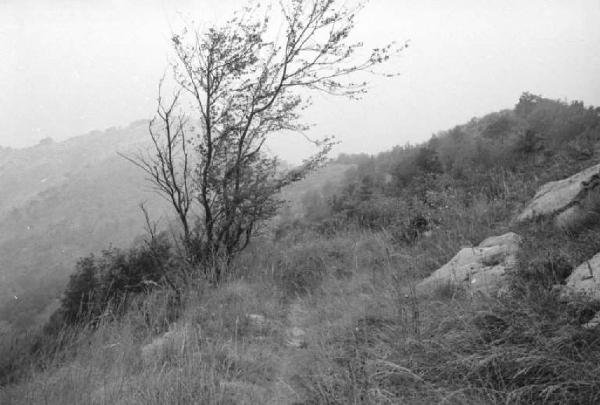 Ritratto del Monte. Tra Camogli e Levanto - Boschi