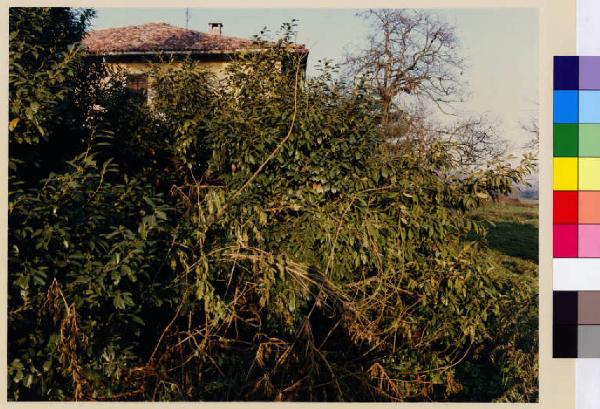 Pieve Emanuele - cascina Pizzabrasa - vegetazione
