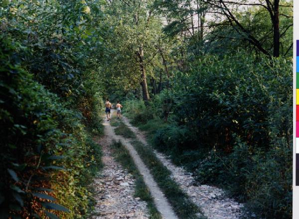 Bollate - bosco nei pressi del prolungamento di vicolo Villoresi - strada sterrata - vegetazione