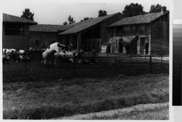 Cisliano - frazione di Bestazzo - cascina San Pietro - cortile interno - mucche
