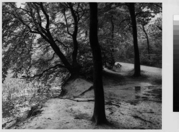 Ceriano laghetto - parco delle Groane - alberi - stagno