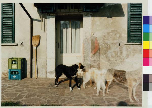 Cassinetta di Lugagnano - cascina Piatti - figura femminile - anziana - cani