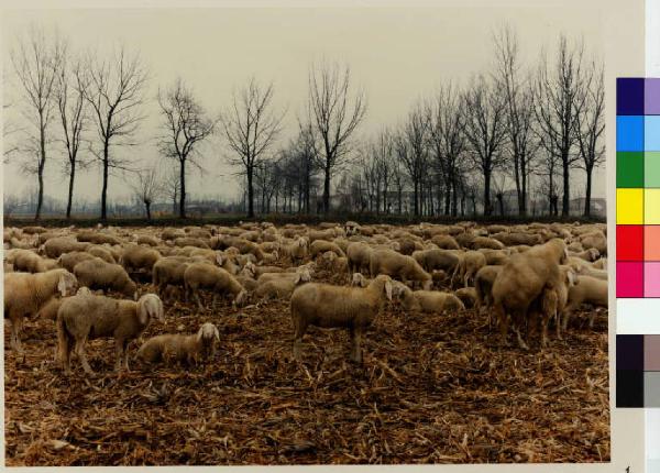 Ozzero - via XXV aprile - cascine Cambiaga e Torretta - Gregge di pecore - prati